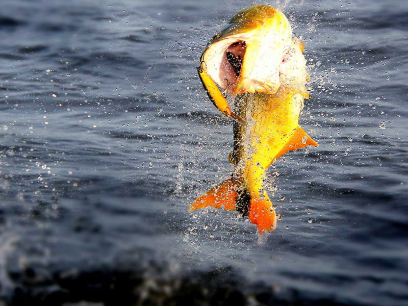 Fiesta del Dorado en Paso de la Patria - Corrientes